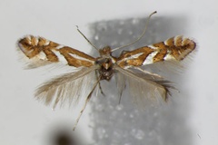 Phyllonorycter mespilella