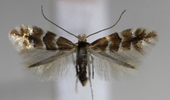 /filer/webapps/moths_gc/media/images/E/emberizaepennella_Phyllonorycter_A_Hellers_2017_138.jpg