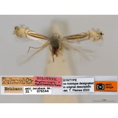 /filer/webapps/moths_gc/media/images/D/diplomochla_Phyllcnistis_ST2_ANIC.jpg