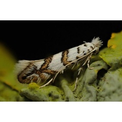 /filer/webapps/moths_gc/media/images/J/joannisi_Phyllonorycter_VVE.jpg