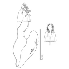 /filer/webapps/moths_gc/media/images/H/hyperpersea_Phyllocnistis_PT_GF_Davis-et-Wagner_2011_66.jpg