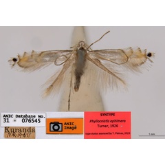/filer/webapps/moths_gc/media/images/E/ephimera_Phyllocnistis_ST2_ANIC.jpg