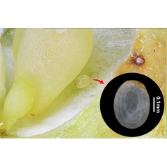 /filer/webapps/moths_gc/media/images/O/obovatella_Epicephala_egg_Euo_etal_2025_346.jpg