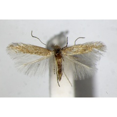 /filer/webapps/moths_gc/media/images/B/bartolomella_Phyllonorycter_PT_ZSM_2.jpg