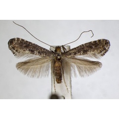 /filer/webapps/moths_gc/media/images/P/petiolella_Parornix_A_ZSM_3.jpg