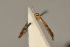 Phyllonorycter enchalcoa
