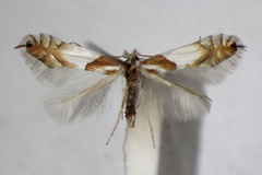 Phyllonorycter roboris