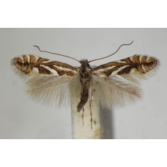 /filer/webapps/moths_gc/media/images/B/blancardella_Phyllonorycter_A_ZSM_4.jpg