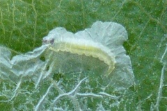 Phyllocnistis unipunctella