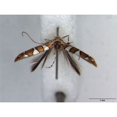 /filer/webapps/moths_gc/media/images/T/trochetellus_Phyllonorycter_HT_BMNH.jpg