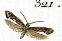 Calybites phasianipennella