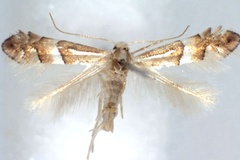 Phyllonorycter acutissimae