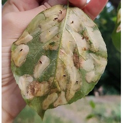 /filer/webapps/moths_gc/media/images/P/populifoliella_Phyllonorycter_mine_Musolin-etal_2022_33.jpg