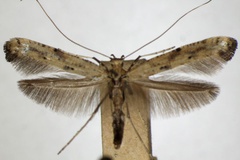 Caloptilia populetorum
