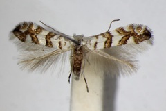 Phyllonorycter acerifoliella