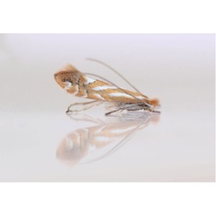 /filer/webapps/moths_gc/media/images/U/ulicicolella_Phyllonorycter_Allaert_2025f.jpg