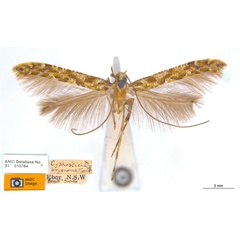 /filer/webapps/moths_gc/media/images/B/bryonoma_Caloptilia_ST_ANIC.jpg