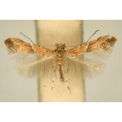 /filer/webapps/moths_gc/media/images/H/hexalobina_Cameraria_PT_TMSA.jpg