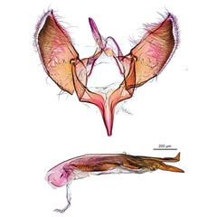 /filer/webapps/moths_gc/media/images/H/heteropsis_Pogonocephala_GM_NULT023091_ANIC.jpg