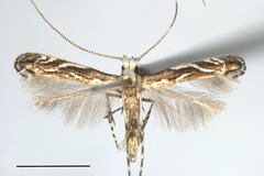 Liocrobyla lobata