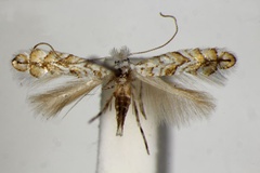 Triberta cistifoliella