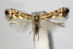Phyllonorycter acutissimae