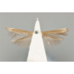 /filer/webapps/moths_gc/media/images/Z/zophopasta_Cuphodes_HT_ANIC31-010799_ventral.jpg
