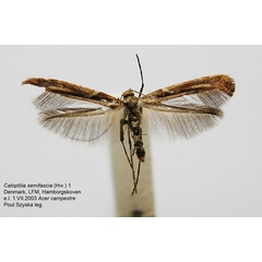 /filer/webapps/moths_gc/media/images/S/semifascia_Caloptilia_A_WJDP_01.jpg