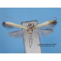 /filer/webapps/moths_gc/media/images/C/camphorae_Caloptilia_HT_EIHU.jpg