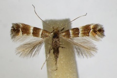 Phyllonorycter tristrigella