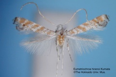 Eumetriochroa hiranoi