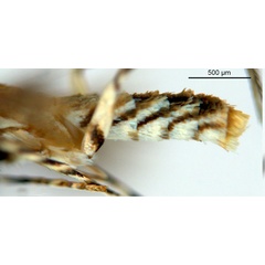 /filer/webapps/moths_gc/media/images/B/breynella_Diphtheroptila_PT1_legs1_ANIC.jpg
