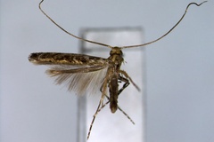 Epicephala orientale