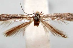 Pareclectis prionota