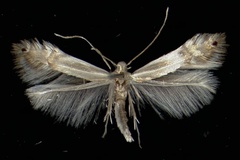 Phyllocnistis saligna