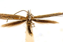 Pogonocephala heteropsis