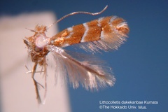 Phyllonorycter dakekanbae