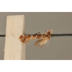 /filer/webapps/moths_gc/media/images/I/isotoma_Acrocercops_HT_ANIC31-036689_wing.jpg