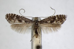 Parornix loganella