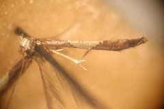 Caloptilia modica