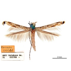 /filer/webapps/moths_gc/media/images/A/auris_Diphtheroptila_HT_ANIC-31-053789.jpg