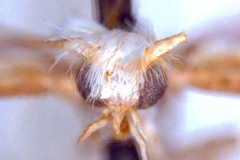 Epicephala lomatographa