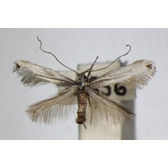 /filer/webapps/moths_gc/media/images/S/scoticella_leucostola_Parornix_A_ZSM.jpg