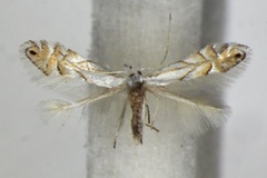 Phyllonorycter heegeriella