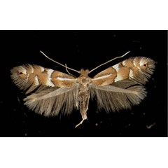 /filer/webapps/moths_gc/media/images/U/ulmifoliella_Phyllonorycter_A_Ahrntal28011970_MHNG.jpg