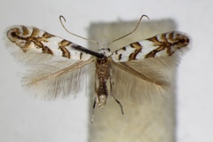 Phyllonorycter joannisi