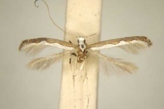 Dialectica carcharota