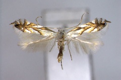 Phyllonorycter leucocorona