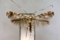Eumetriochroa hederae