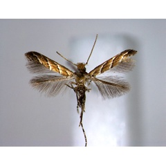 /filer/webapps/moths_gc/media/images/Q/quadrifasciata_Cameraria_PT_EIHU.jpg